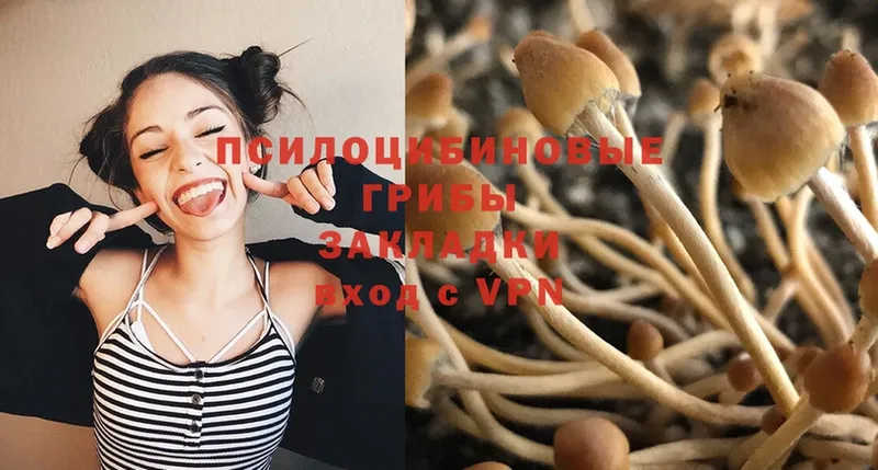 как найти закладки  Костомукша  Псилоцибиновые грибы Psilocybine cubensis 